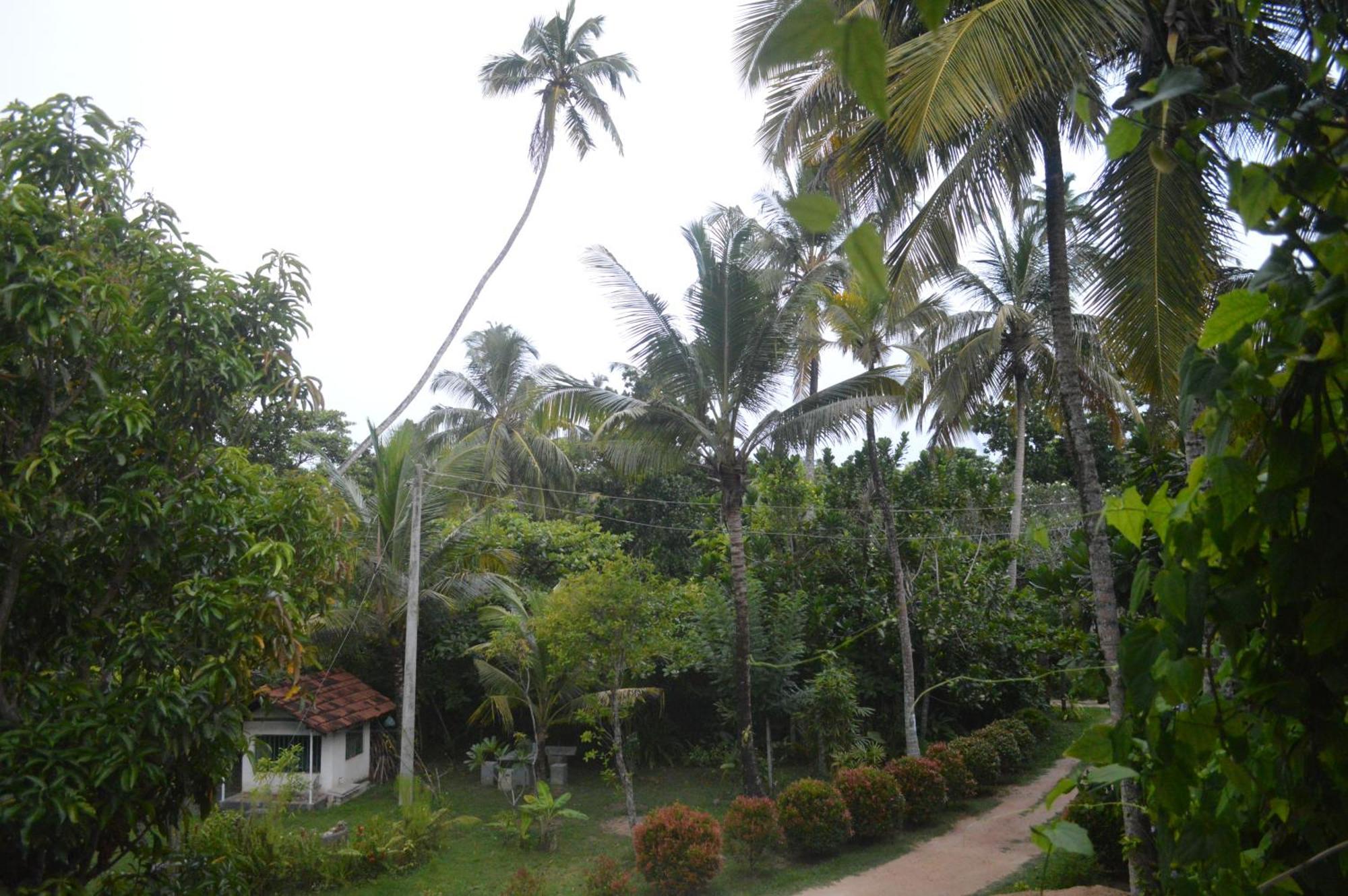 Coconut Grove - Midigama Hotel Exterior foto